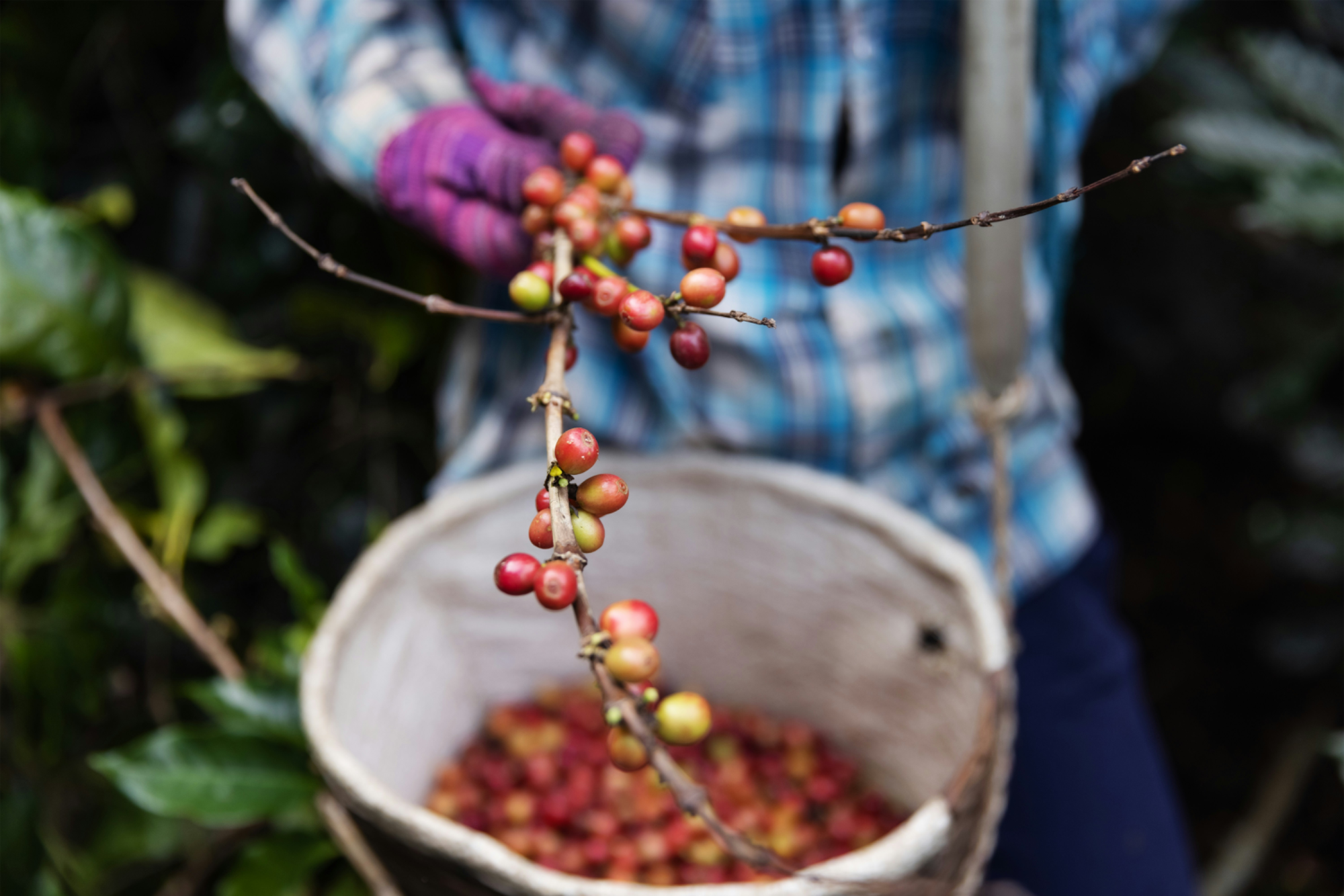Coffee harvesting